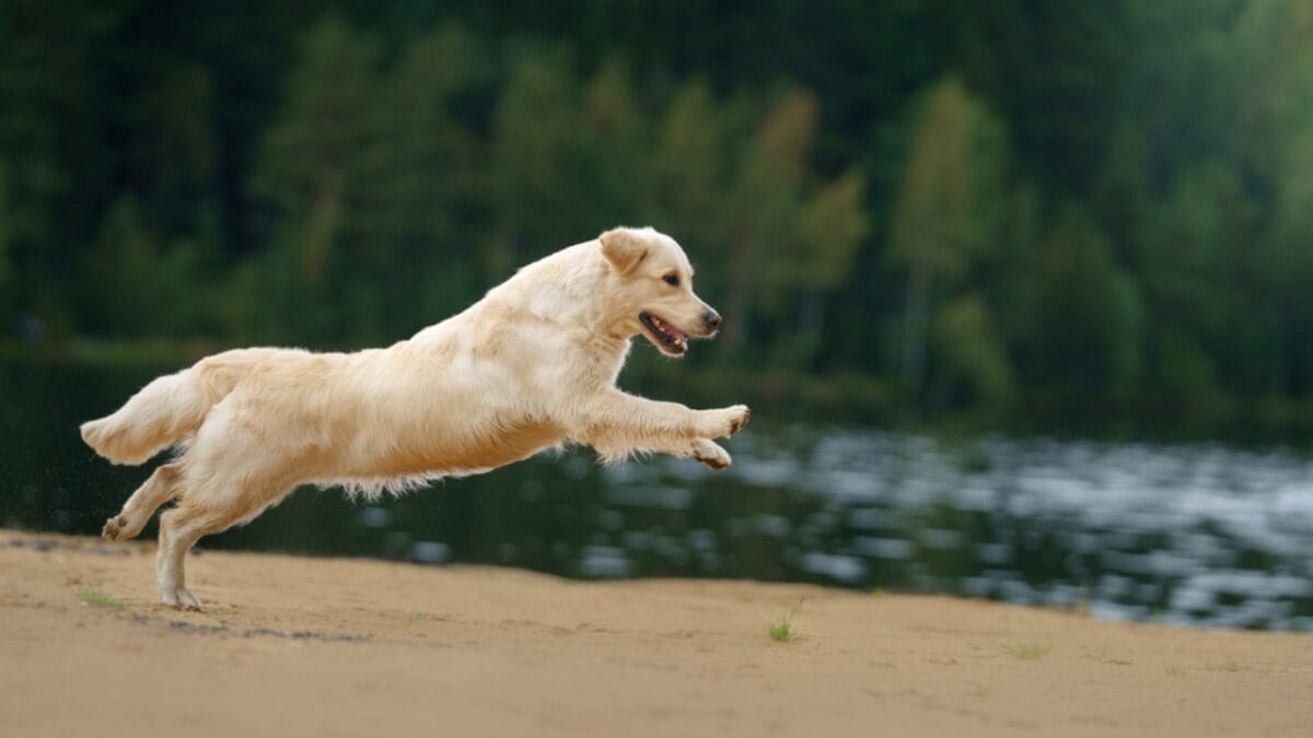15 Dog Behaviors You’re Probably Misunderstanding - golden retriever dog jumping ss2266178779