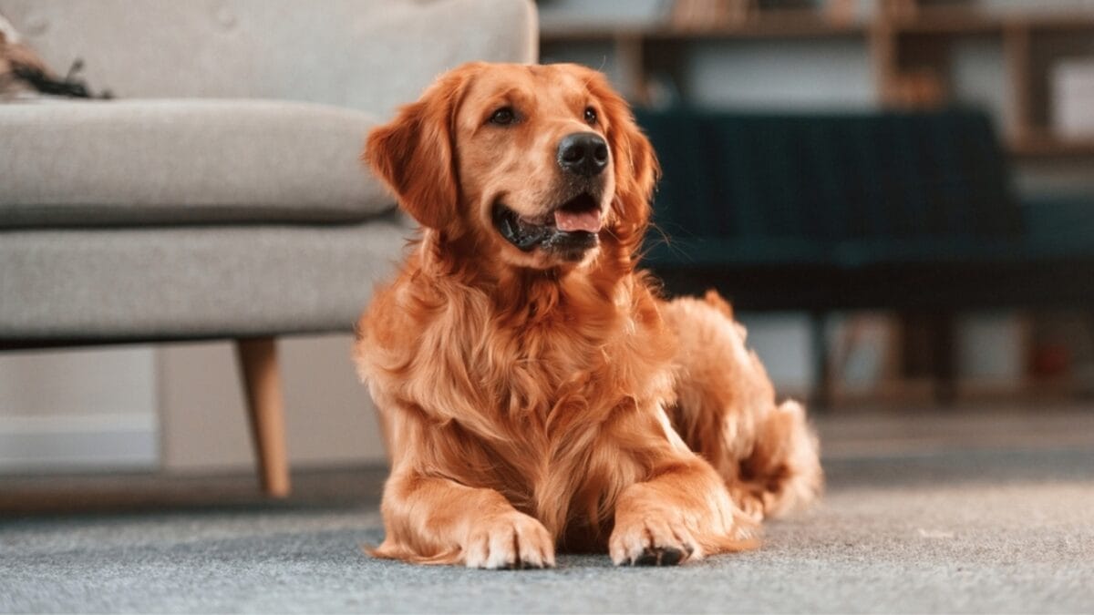Meet the Brainiest Dog Breeds: 14 Canine Geniuses 6 Meet the Brainiest Dog Breeds: 14 Canine Geniuses - golden retriever dog sitting living room ss2290578565
