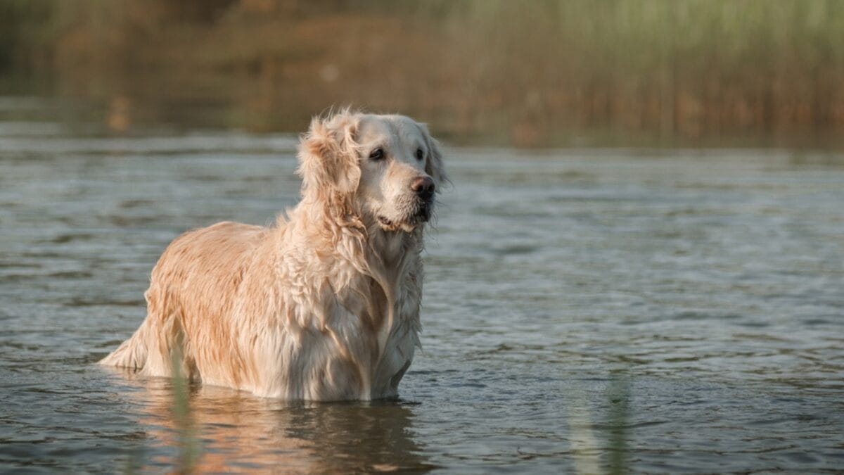 10 Things About Golden Retrievers Only Breed Insiders Know 2 10 Things About Golden Retrievers Only Breed Insiders Know - golden retriever dog swimming ss2305764493