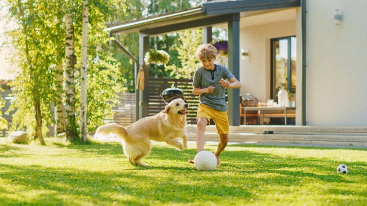 12 Intelligent Dog Breeds That Truly Understand Humans 4 12 Intelligent Dog Breeds That Truly Understand Humans - golden retriever ss1853535934