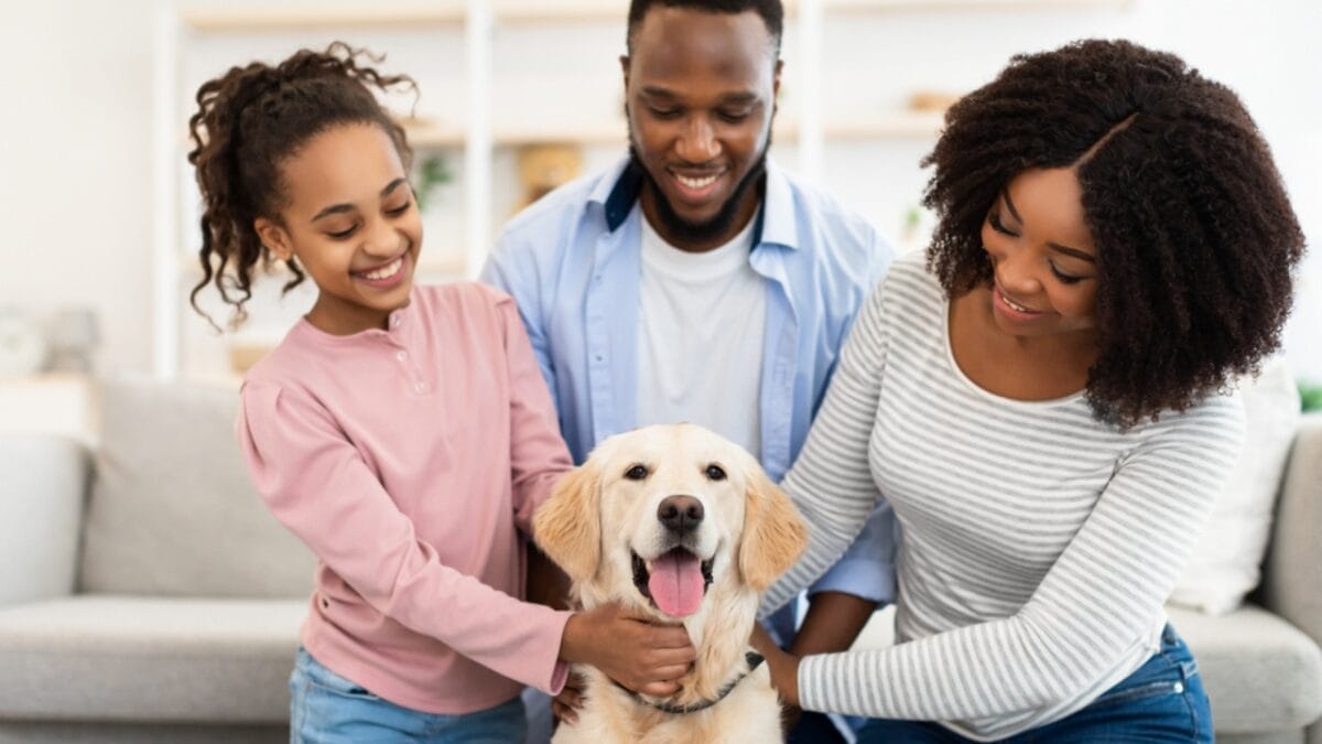 Third Wave of Dog Domestication: Scientists Show How Oxytocin May Shape the Perfect Pet 4 Third Wave of Dog Domestication: Scientists Show How Oxytocin May Shape the Perfect Pet - golden retriever ss1964236195