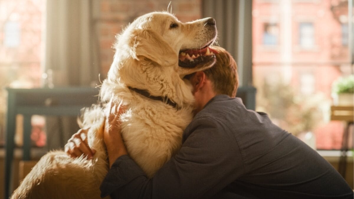 19 Dogs That Shed So Much, You’ll Need a Second Vacuum 6 19 Dogs That Shed So Much, You’ll Need a Second Vacuum - golden retriever ss2206589937