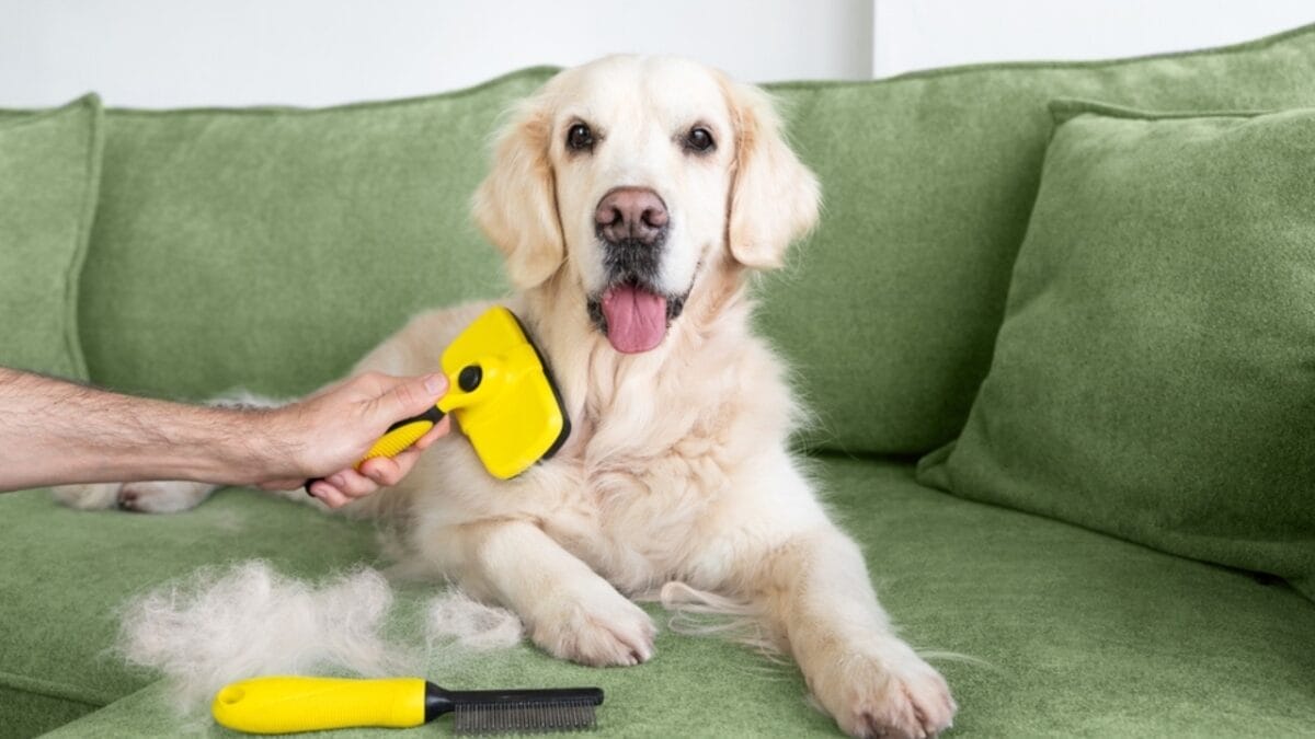 11 Dogs That Shed the Worst 4 11 Dogs That Shed the Worst - golden retriever ss2425314693