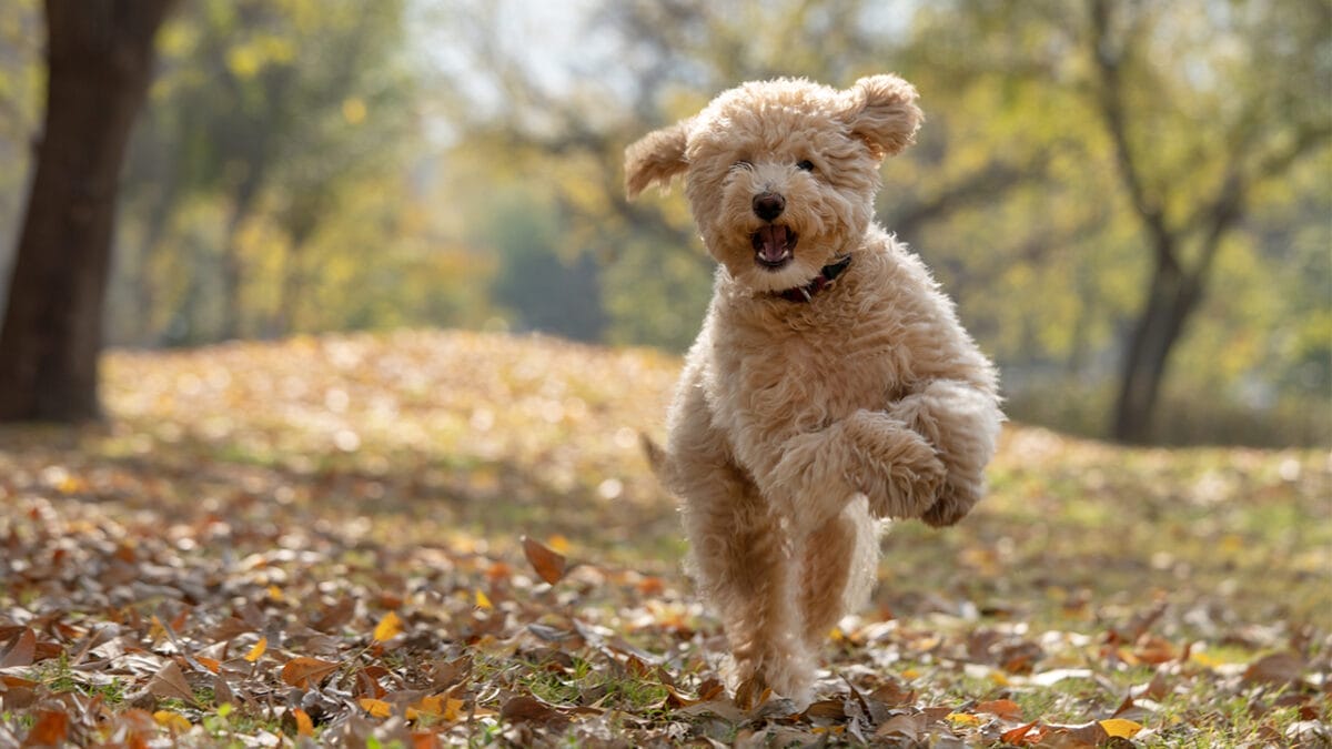 15 Doodle Dog Breeds Taking the Pet World by Storm - goldendoodle ss2117582273