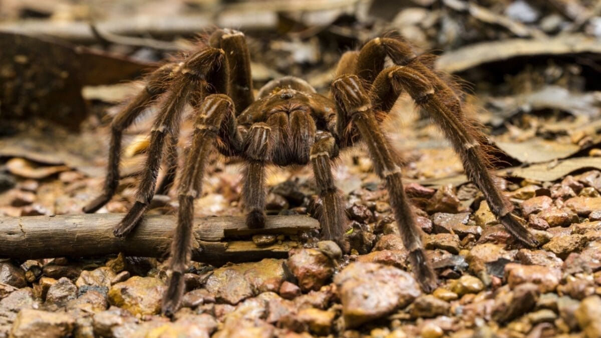 12 Colossal Spiders that Actually Exist in Real Life 3 12 Colossal Spiders that Actually Exist in Real Life - goliath birdeater spider dp308280844