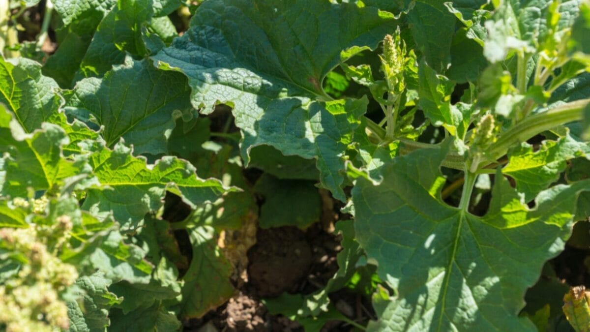 10 Perennial Vegetables You Only Need To Plant Once & Harvest Forever 8 10 Perennial Vegetables You Only Need To Plant Once & Harvest Forever - good king henry ss1152620684