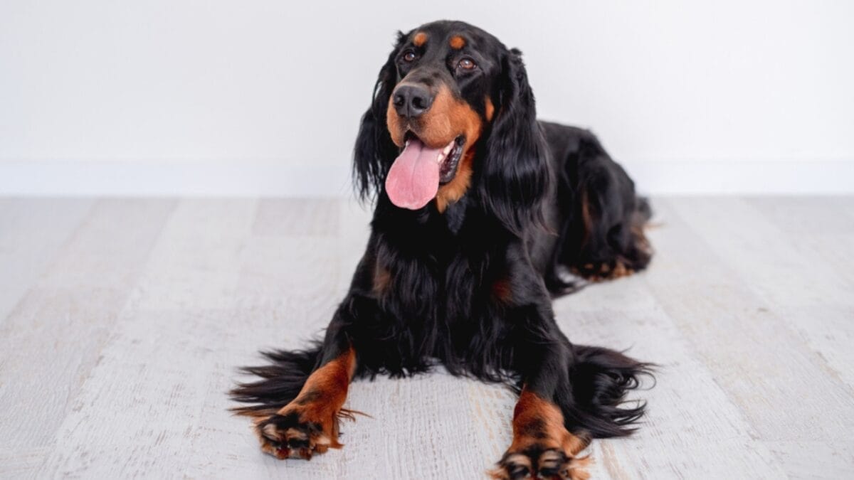 Meet the Gordon Setter: 10 Facts About the Breed Known for Its Royal Ancestry & Remarkable Hunting Skills 3 Meet the Gordon Setter: 10 Facts About the Breed Known for Its Royal Ancestry & Remarkable Hunting Skills - gordon setter coat dp434251978