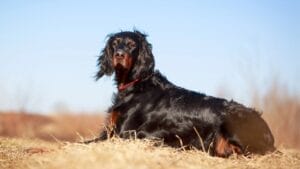 Meet the Gordon Setter: 10 Facts About the Breed Known for Its Royal Ancestry & Remarkable Hunting Skills 1 Meet the Gordon Setter: 10 Facts About the Breed Known for Its Royal Ancestry & Remarkable Hunting Skills - gordon setter dp44815261