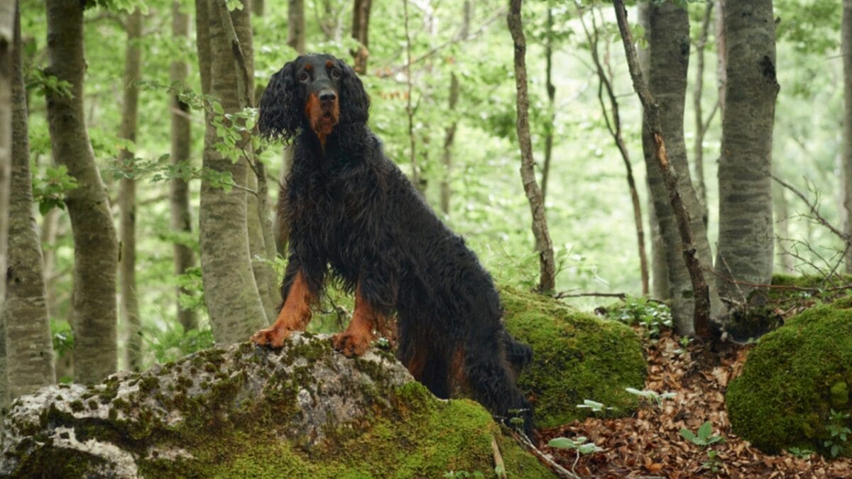 Meet the Gordon Setter: 10 Facts About the Breed Known for Its Royal Ancestry & Remarkable Hunting Skills 11 Meet the Gordon Setter: 10 Facts About the Breed Known for Its Royal Ancestry & Remarkable Hunting Skills - gordon setter in forest dp679372940