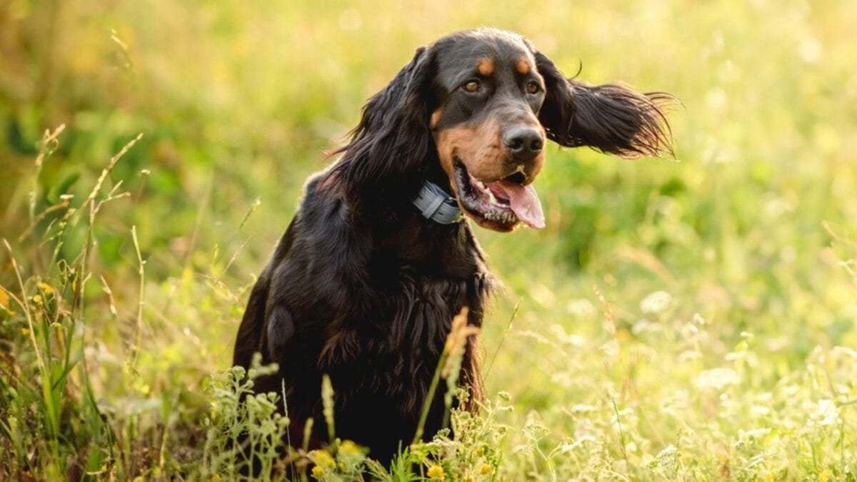 Meet the Gordon Setter: 10 Facts About the Breed Known for Its Royal Ancestry & Remarkable Hunting Skills 2 Meet the Gordon Setter: 10 Facts About the Breed Known for Its Royal Ancestry & Remarkable Hunting Skills - gordon setter origin dp662280756
