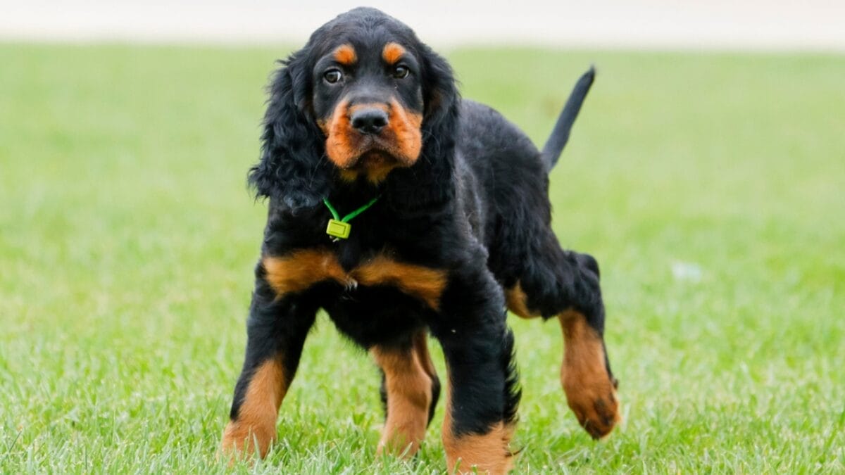 Meet the Gordon Setter: 10 Facts About the Breed Known for Its Royal Ancestry & Remarkable Hunting Skills 7 Meet the Gordon Setter: 10 Facts About the Breed Known for Its Royal Ancestry & Remarkable Hunting Skills - gordon setter puppy dp96544422