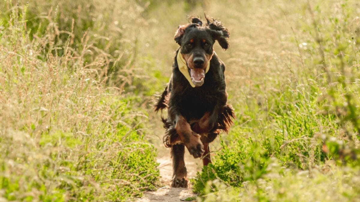 Meet the Gordon Setter: 10 Facts About the Breed Known for Its Royal Ancestry & Remarkable Hunting Skills 4 Meet the Gordon Setter: 10 Facts About the Breed Known for Its Royal Ancestry & Remarkable Hunting Skills - gordon setter running dp411103176