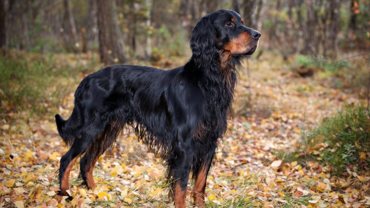31 Endangered Dog Breeds at Risk of Disappearing 12 31 Endangered Dog Breeds at Risk of Disappearing - gordon setter ss649147711