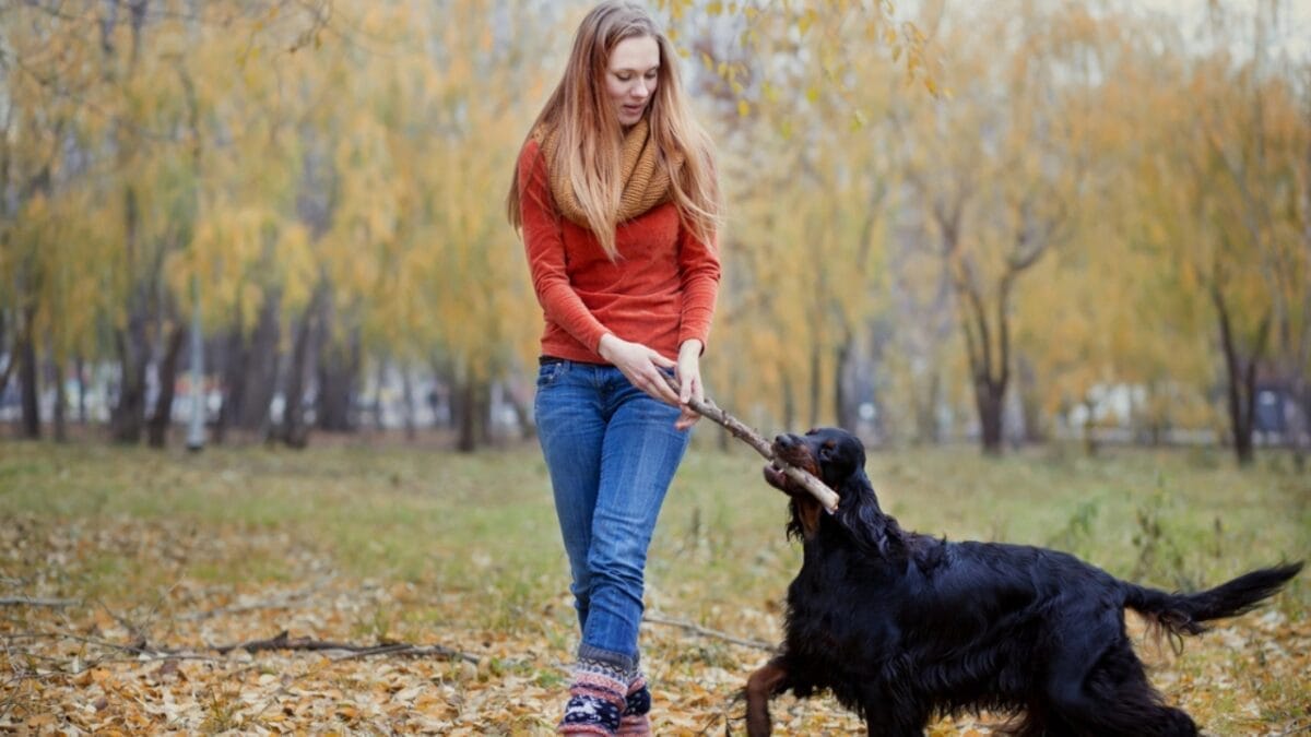 Meet the Gordon Setter: 10 Facts About the Breed Known for Its Royal Ancestry & Remarkable Hunting Skills 6 Meet the Gordon Setter: 10 Facts About the Breed Known for Its Royal Ancestry & Remarkable Hunting Skills - gordon setter with owner dp35131697
