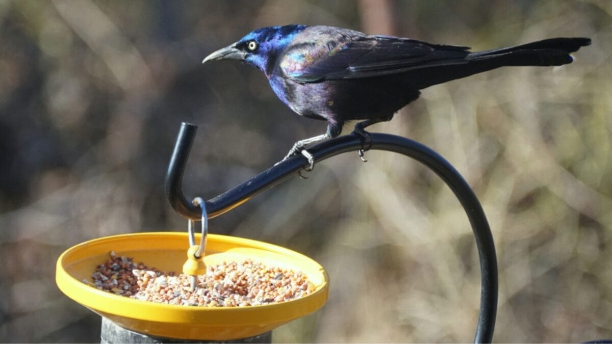15 Black Bird Species That Prove Beauty Isn’t Limited to Color 5 15 Black Bird Species That Prove Beauty Isn’t Limited to Color - grackle dp349387724