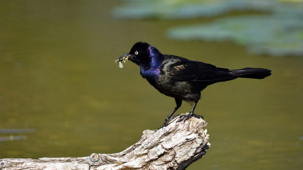 9 Birds You Don’t Want to See in Your Yard 6 9 Birds You Don’t Want to See in Your Yard - grackle eating bugs bird dp456529092
