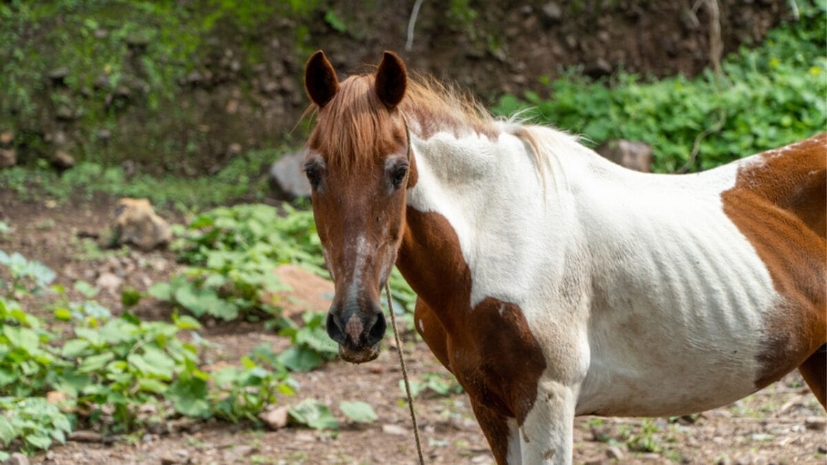 10 of the Cheapest Horses to Keep as Pets 11 10 of the Cheapest Horses to Keep as Pets - grade horse ss2022860213