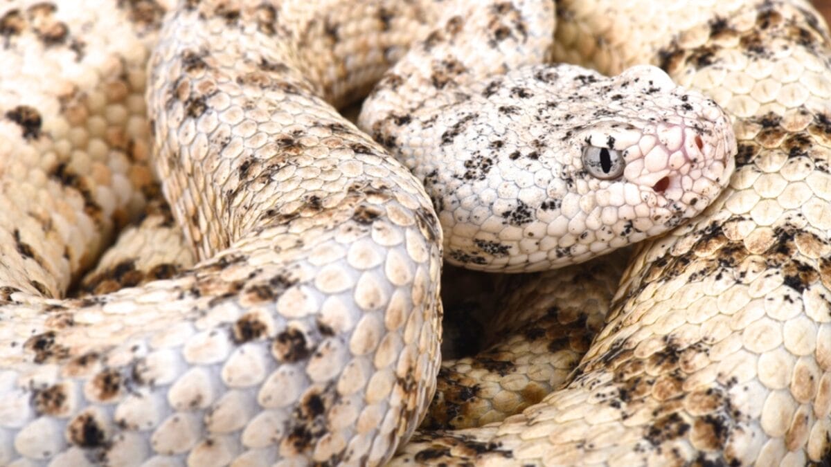 30 Rattlesnake Species from Around the Globe: Majority in U.S. 18 30 Rattlesnake Species from Around the Globe: Majority in U.S. - grand canyon rattlesnake dp200609040