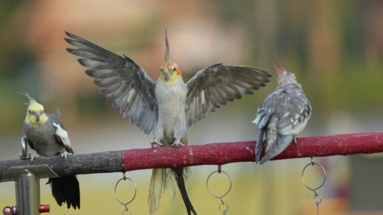 12 Stunning Gray Birds from Around the World 7 12 Stunning Gray Birds from Around the World - gray bird ss2442304117