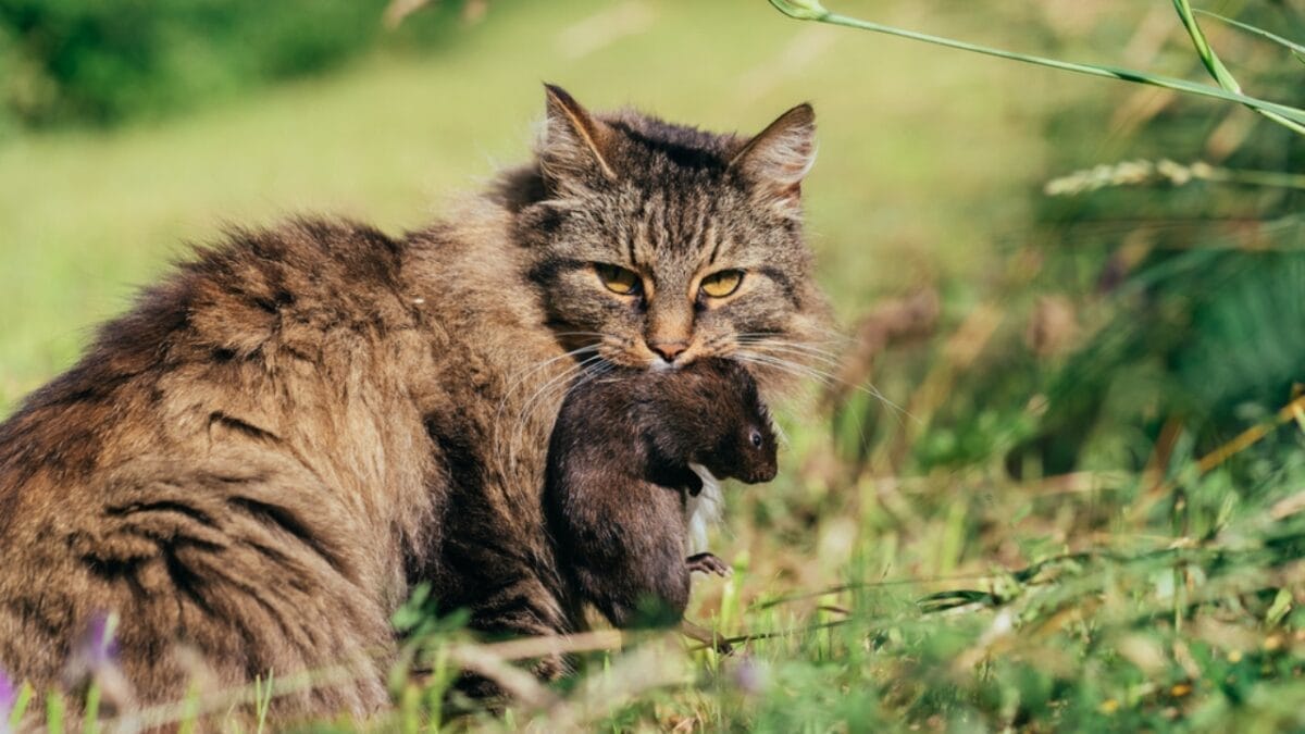 9 Telltale Signs Your Cat Has Your Back 5 9 Telltale Signs Your Cat Has Your Back - gray cat eating rat dp165195024