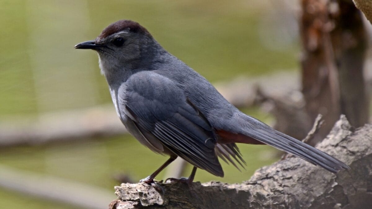 12 Stunning Gray Birds from Around the World 3 12 Stunning Gray Birds from Around the World - gray catbird ss2438244575