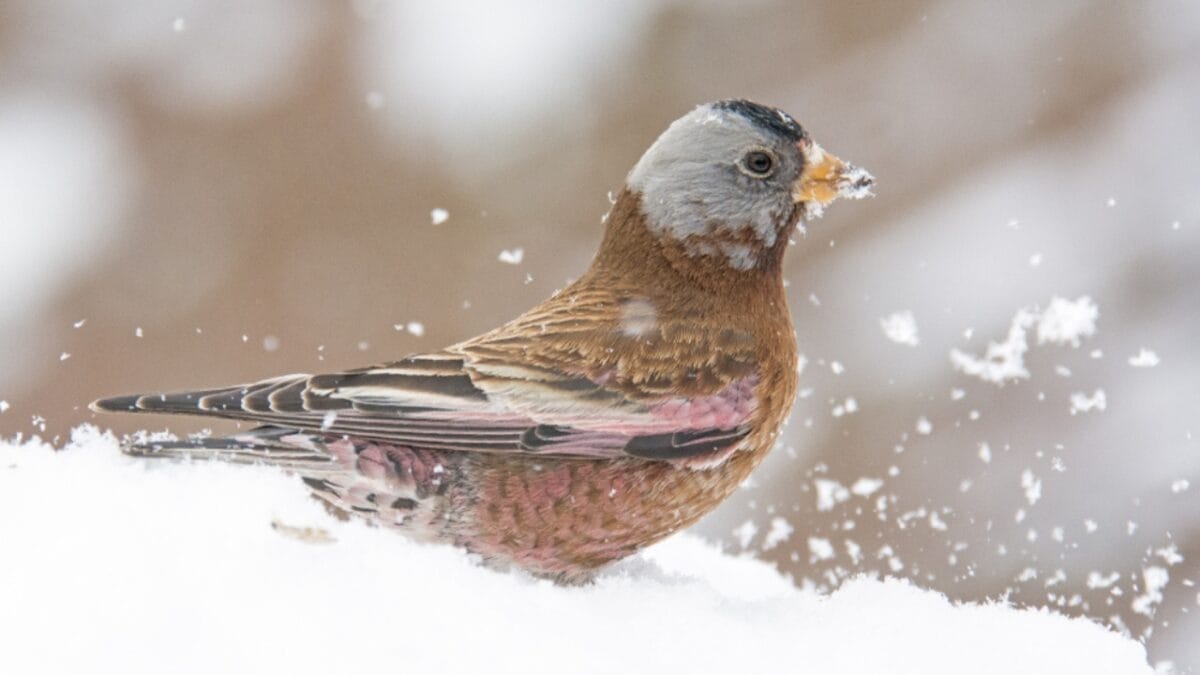12 Stunning Gray Birds from Around the World 6 12 Stunning Gray Birds from Around the World - gray crowned rosy finch ss1356251693 1