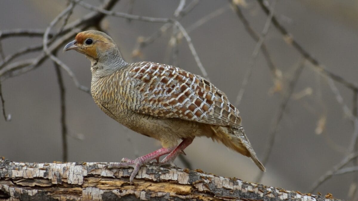 12 Stunning Gray Birds from Around the World 12 12 Stunning Gray Birds from Around the World - gray francolin ss1817211869