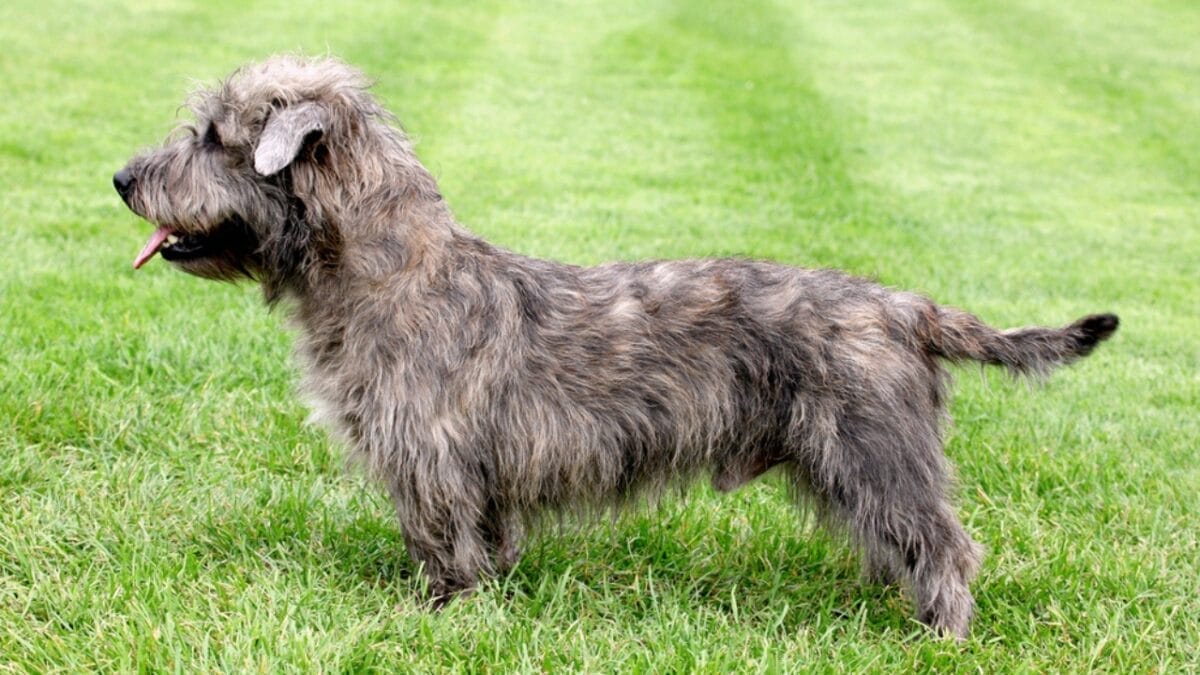 How a Secluded Irish Valley Shaped This Unique Terrier Breed 6 How a Secluded Irish Valley Shaped This Unique Terrier Breed - gray glen imaal terrier dog standing side ss366793550