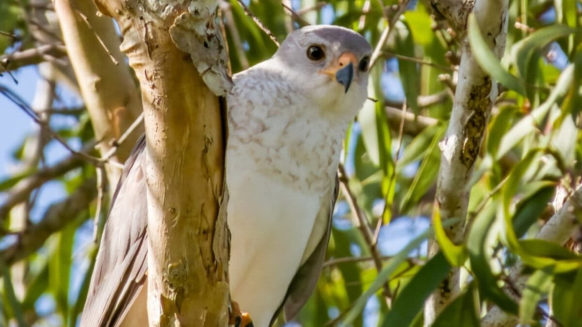 10 Feathered Messengers of the Bible - gray goshawk ss2355138525