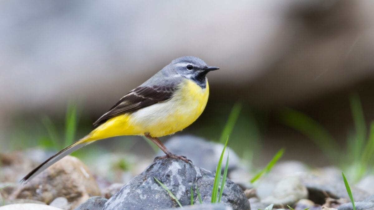 12 Stunning Gray Birds from Around the World 13 12 Stunning Gray Birds from Around the World - gray wagtail ss1230779347