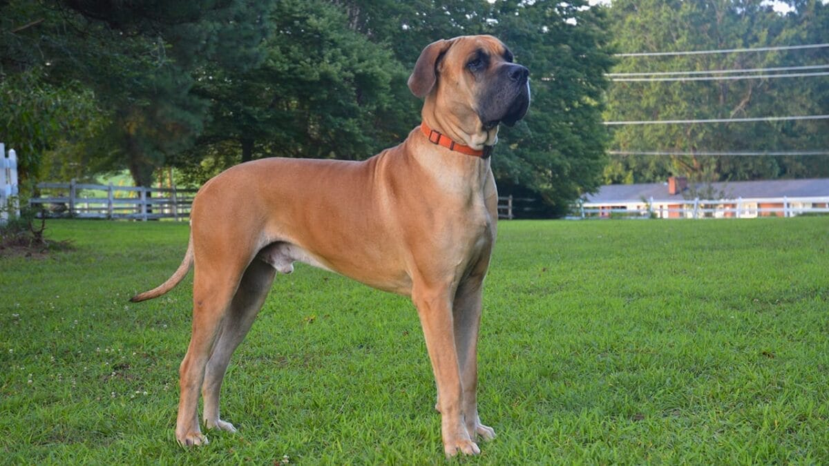 15 Dog Breeds So Intimidating They’ll Make Anyone Think Twice 6 15 Dog Breeds So Intimidating They’ll Make Anyone Think Twice - great dane dog ss2337608563