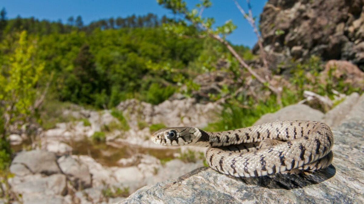 30 Rattlesnake Species from Around the Globe: Majority in U.S. 29 30 Rattlesnake Species from Around the Globe: Majority in U.S. - great basin rattlesnake dp431156098