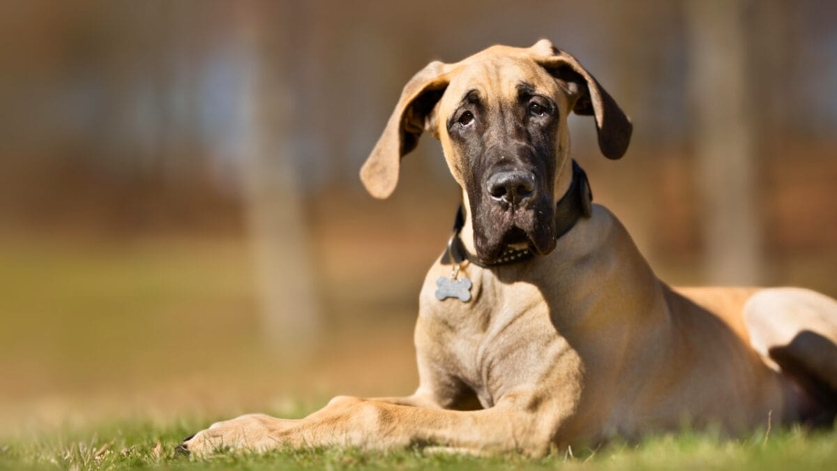 16 Mastiff Breeds That Prove Big Dogs Have Bigger Hearts - great dane close up ss424481974