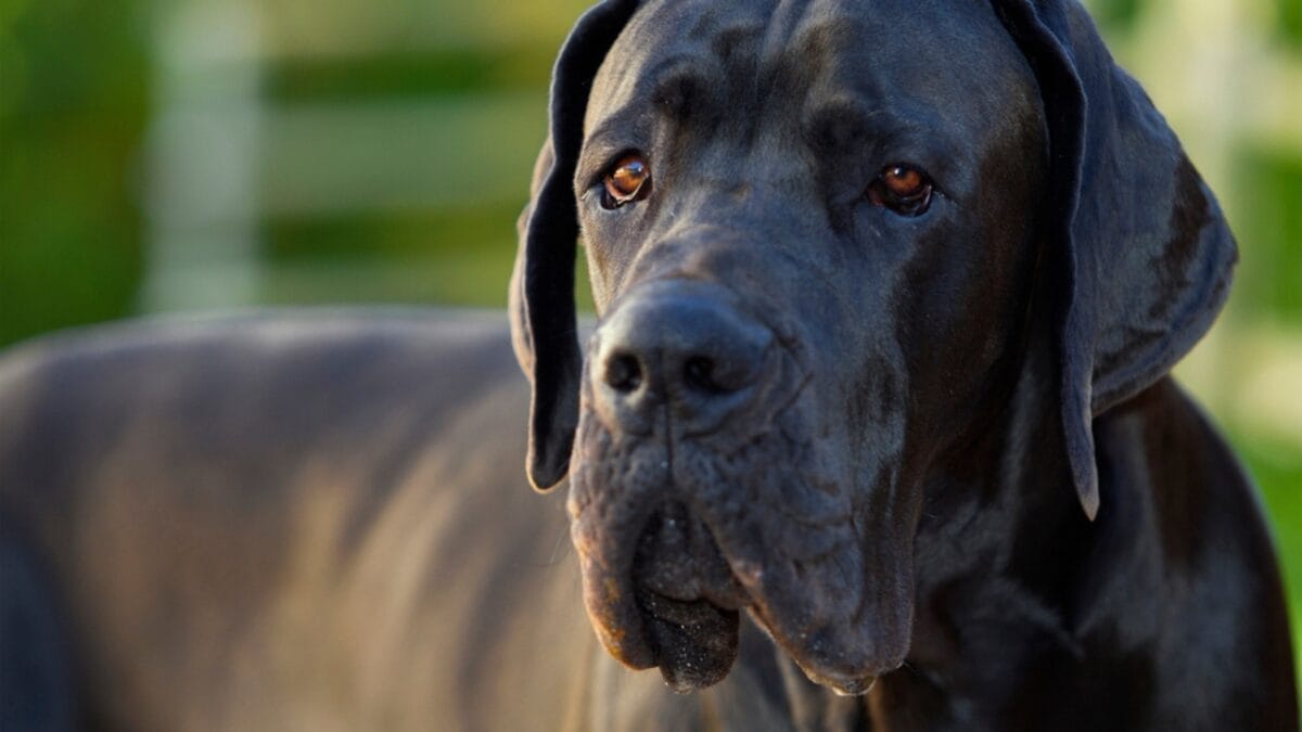 10 Dog Breeds with the Most Beautiful Eyes 5 10 Dog Breeds with the Most Beautiful Eyes - great dane dog Portrait black dp61991299