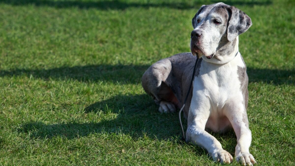 10 Things About Great Danes That Set Them Apart 2 10 Things About Great Danes That Set Them Apart - great dane dog sitting grass dp649195800