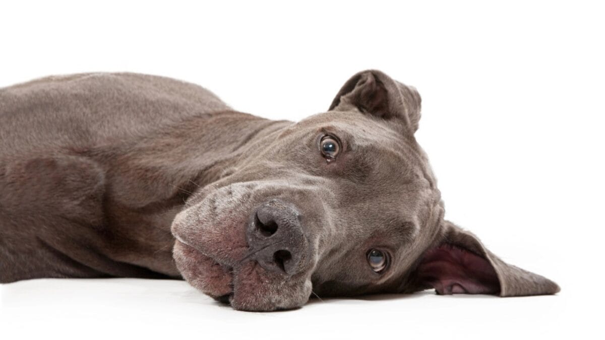 10 Things About Great Danes That Set Them Apart 10 10 Things About Great Danes That Set Them Apart - great dane dog sleeping side dp10969520