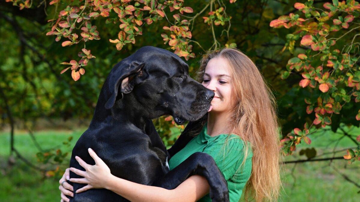 These 17 Dog Breeds are Perfect for Snuggling & Emotional Support - great dane hugging a woman ss1840973149