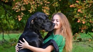 Top 10 World's Strongest Dog Breeds 1 Top 10 World's Strongest Dog Breeds - great dane hugging a woman ss1840973149