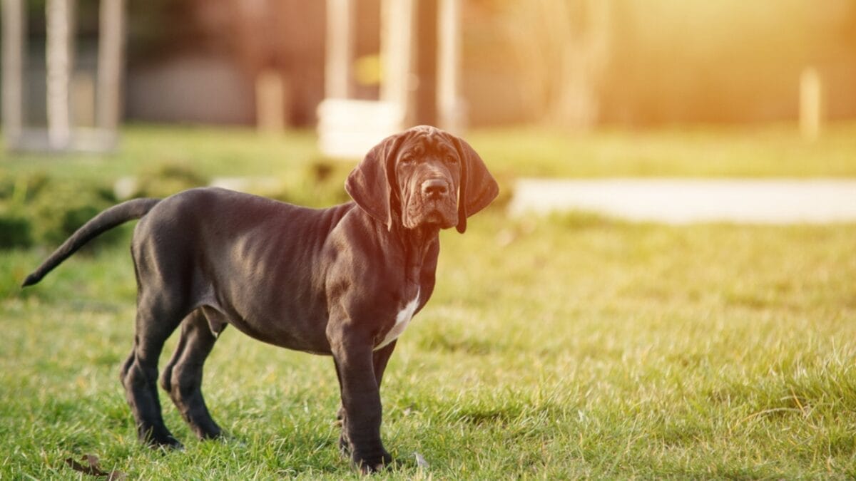 10 Things About Great Danes That Set Them Apart 3 10 Things About Great Danes That Set Them Apart - great dane puppy dog dp360647958