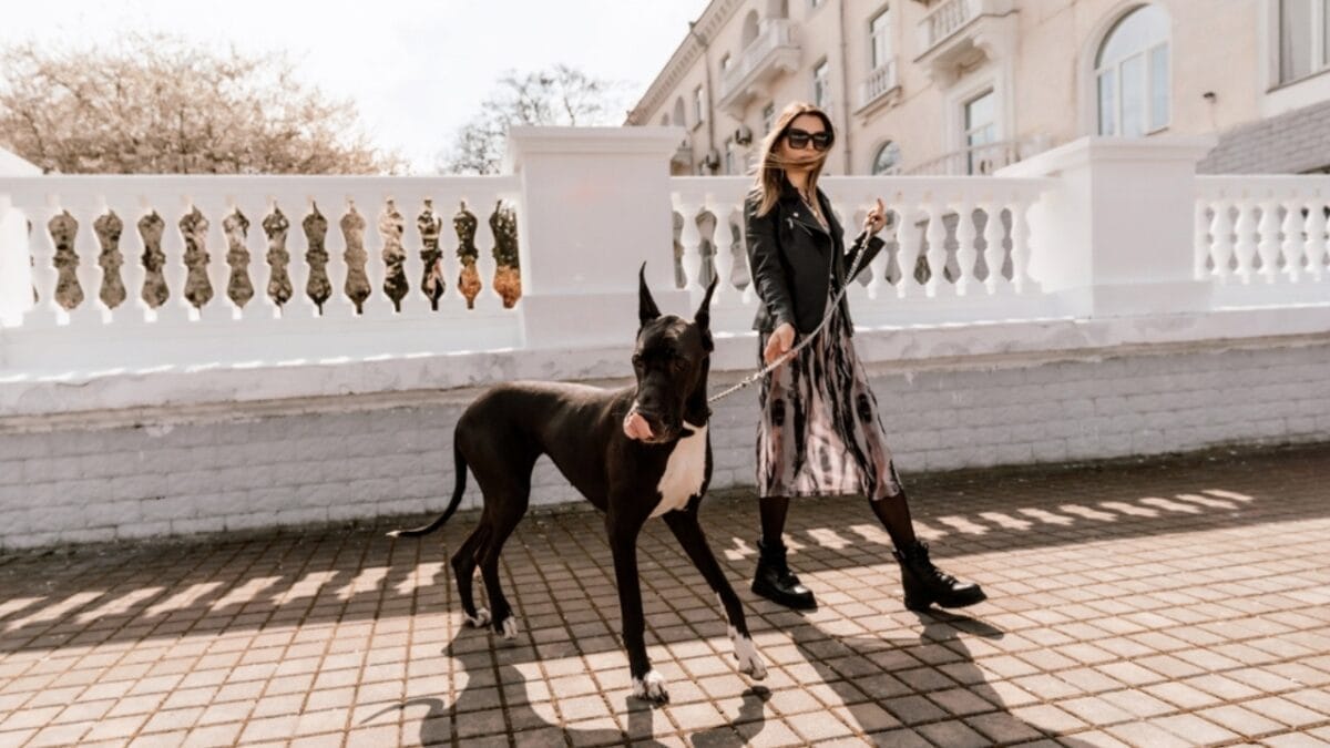 Ever Wonder What the Real-Life Breed of Dog Scooby-Doo Is? 6 Ever Wonder What the Real-Life Breed of Dog Scooby-Doo Is? - great dane ss2329472441