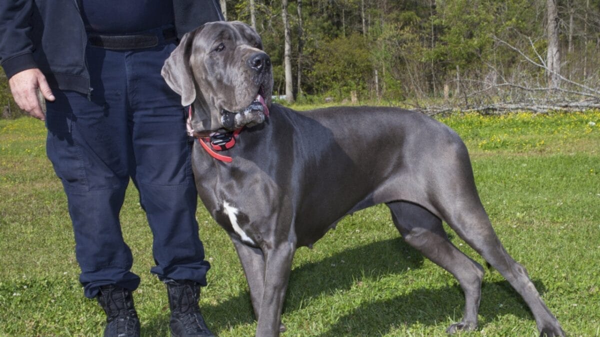 18 Fiercely Loyal Dog Breeds That are Natural Protectors - great dane ss410691007