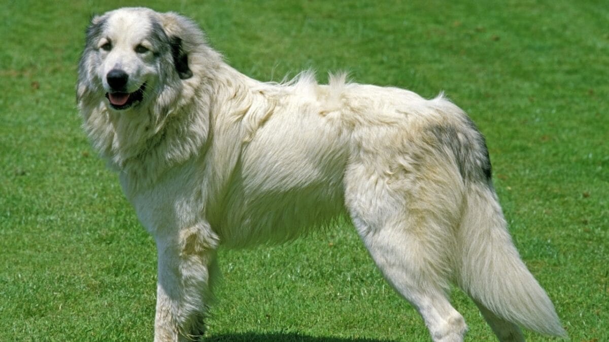 10 Best Dog Breeds That Excel at Protecting Against Mountain Lions 11 10 Best Dog Breeds That Excel at Protecting Against Mountain Lions - great pyrenees dog dp348249268