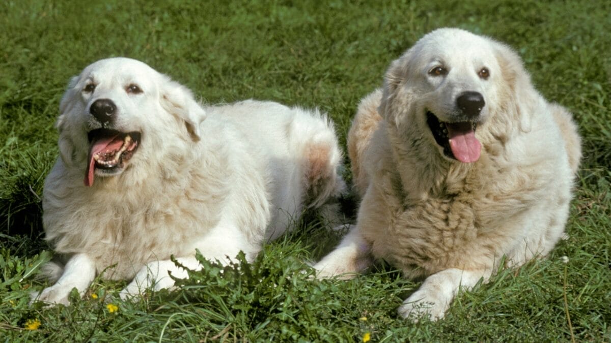 23 Dog Breeds That Could Be Lifesavers in a Zombie Apocalypse - great pyrenees protector dp345532586