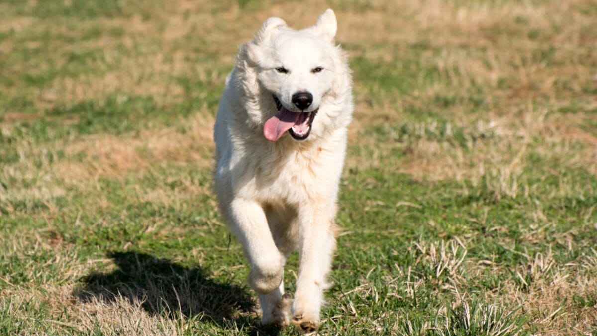 Why the Great Pyrenees is Renowned as the Premier Livestock Guardian Dog Breed - great pyrenees running dp149443436