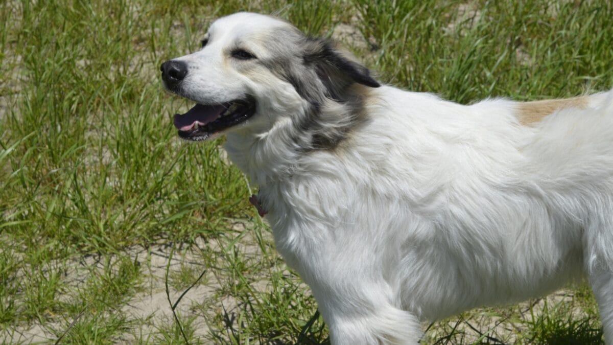 11 Dogs That Shed the Worst 10 11 Dogs That Shed the Worst - great pyrenees ss1689340561