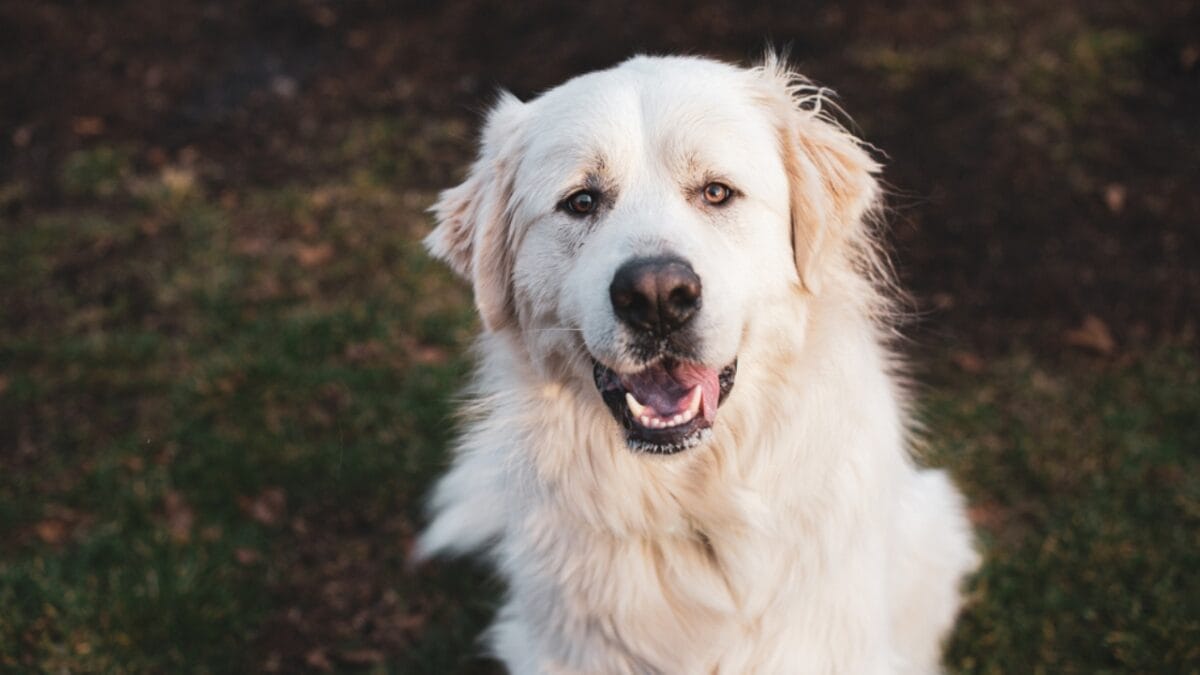 Why the Great Pyrenees is Renowned as the Premier Livestock Guardian Dog Breed - great pyrenees ss1862067760