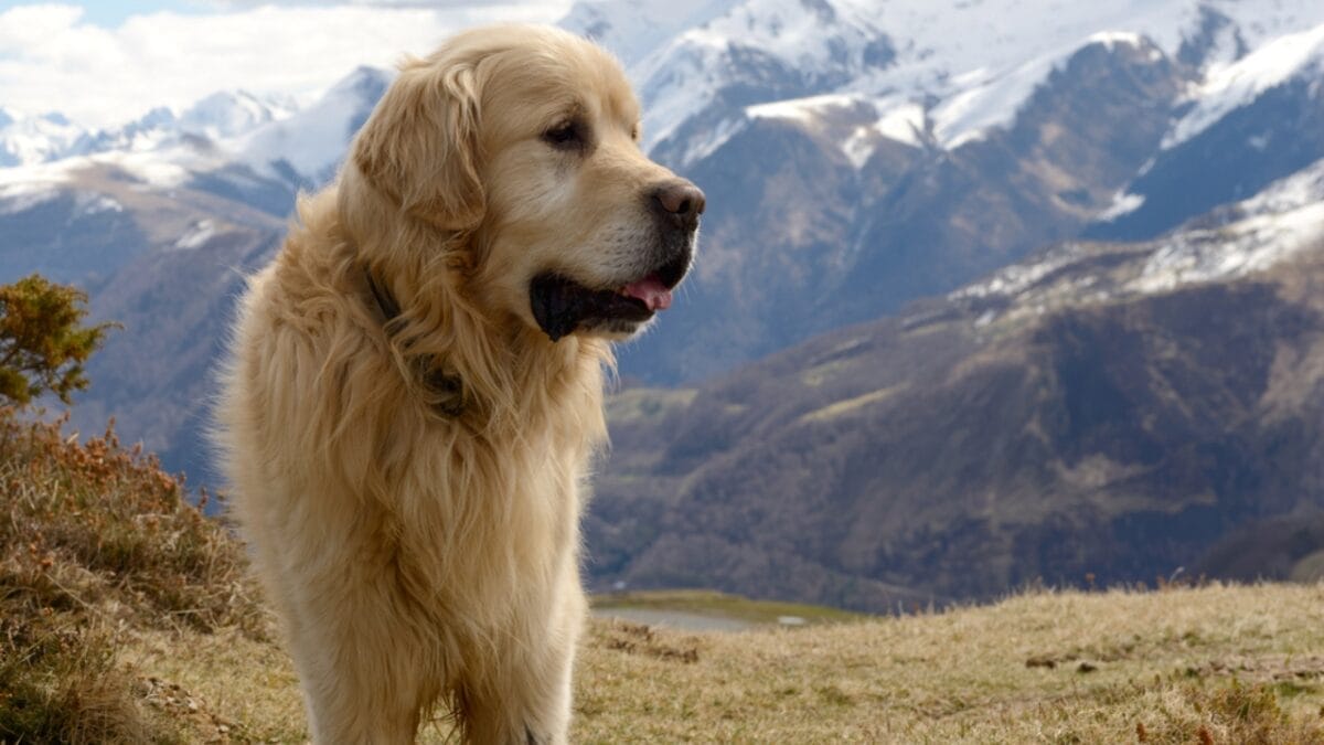 Why the Great Pyrenees is Renowned as the Premier Livestock Guardian Dog Breed - great pyrenees territorial dp148180521