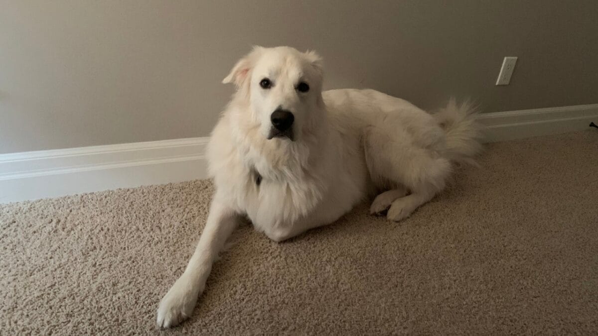 Why the Great Pyrenees is Renowned as the Premier Livestock Guardian Dog Breed - great pyrenees watcher dp366232450