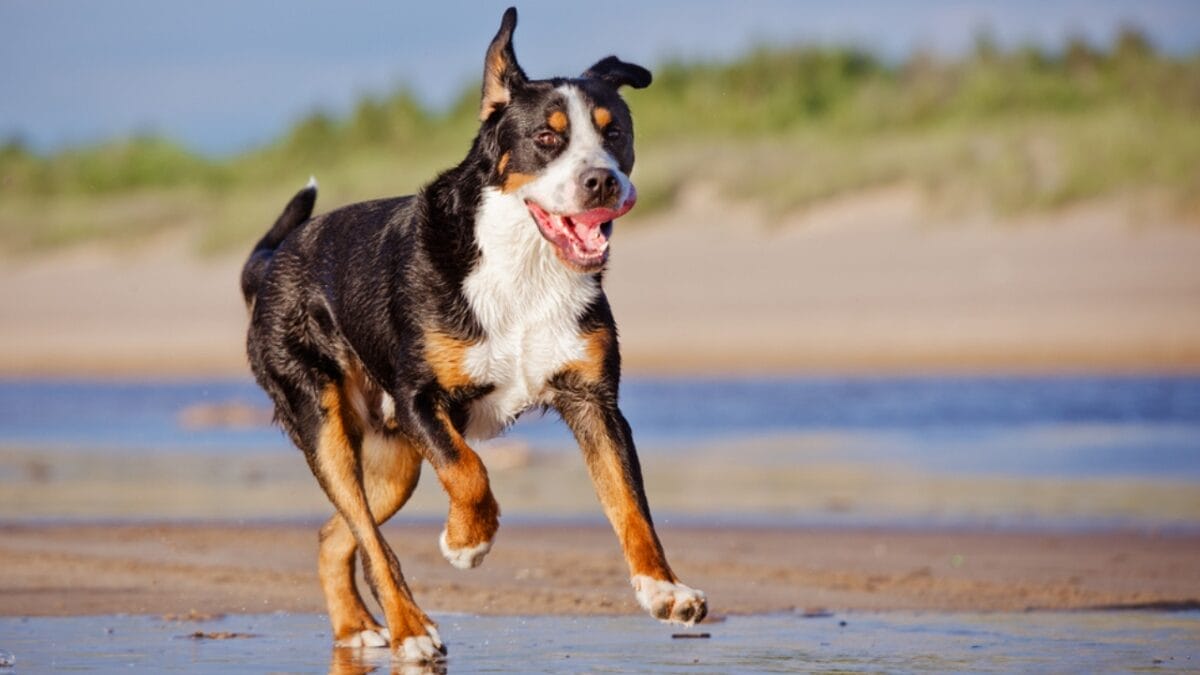 10 Things That Make Greater Swiss Mountain Dogs Truly Special 6 10 Things That Make Greater Swiss Mountain Dogs Truly Special - greater swiss mountain dog agility ss199747610