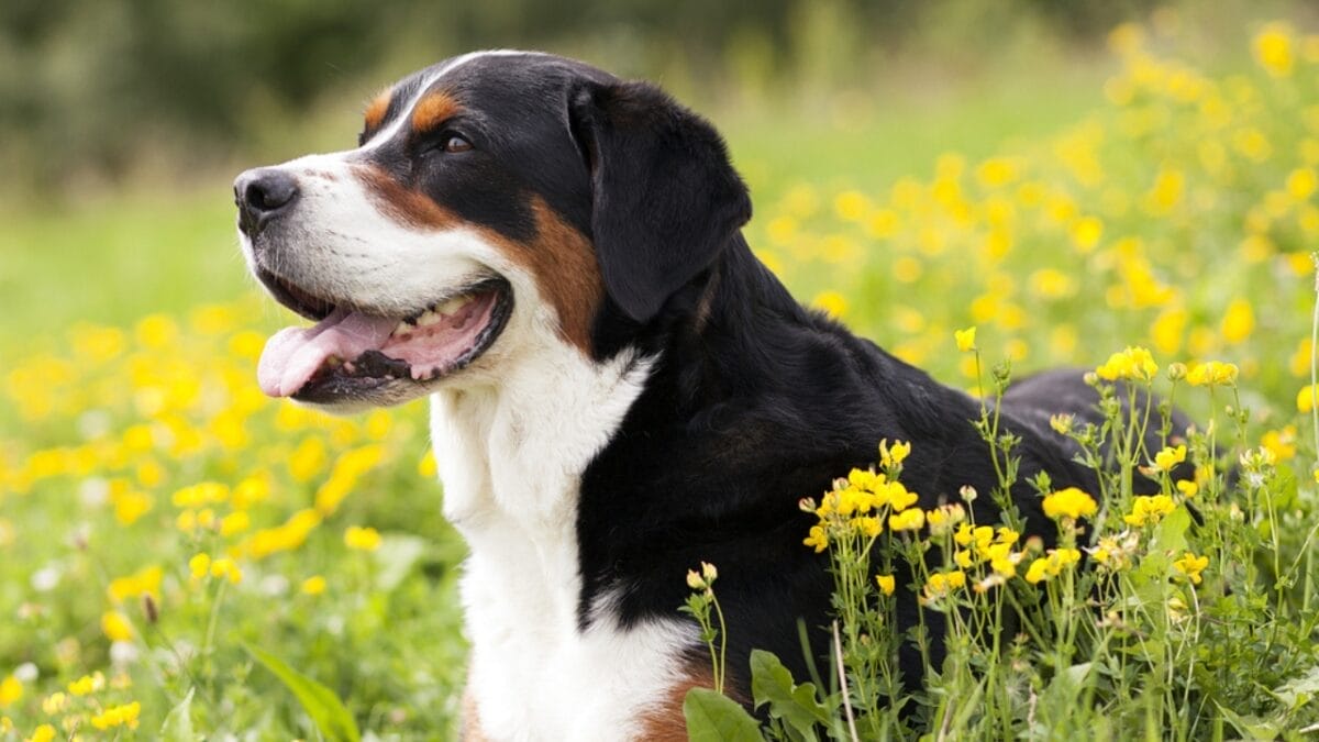 10 Things That Make Greater Swiss Mountain Dogs Truly Special 11 10 Things That Make Greater Swiss Mountain Dogs Truly Special - greater swiss mountain dog coat ss736107535